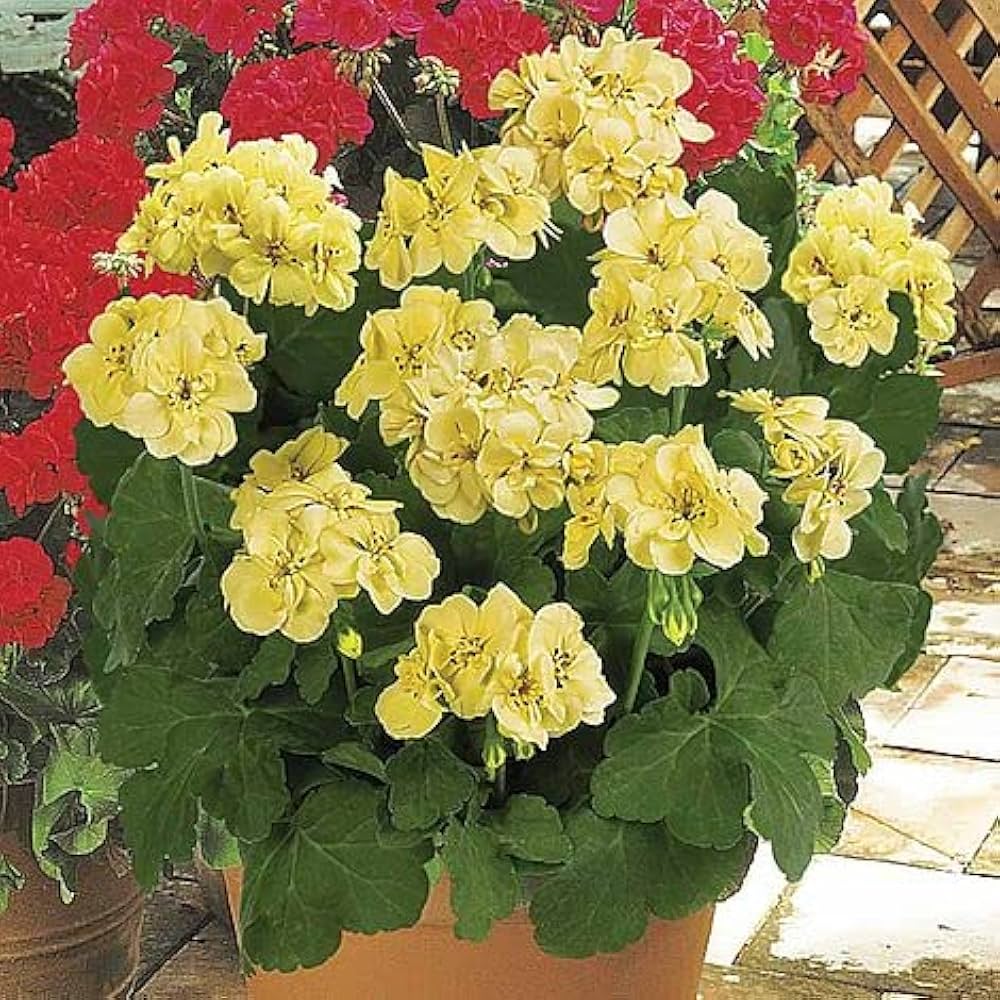 Starting yellow geranium seeds indoors