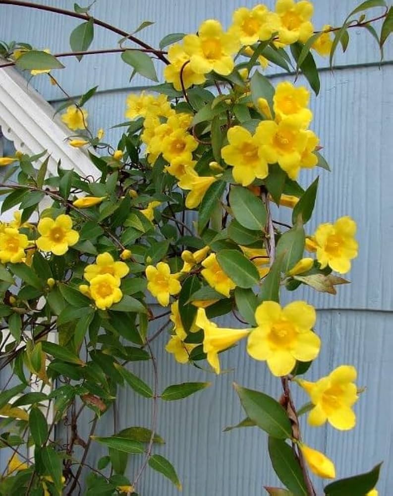 Starting yellow Jasminum Sambac seeds indoors