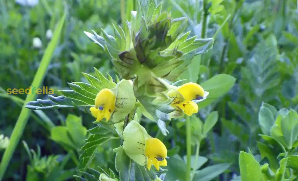 Starting yellow rattle seeds outdoors meadow