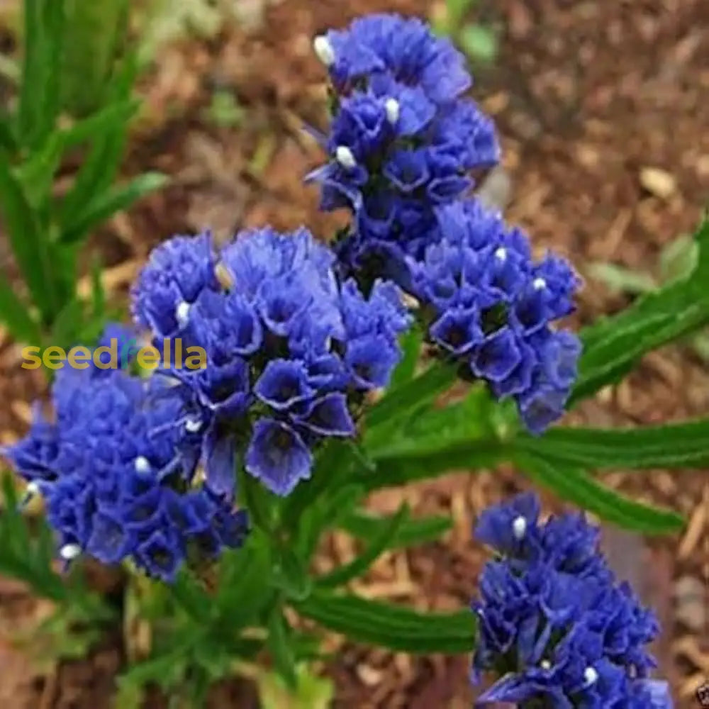 Statice Blue River Flower Seeds Planting