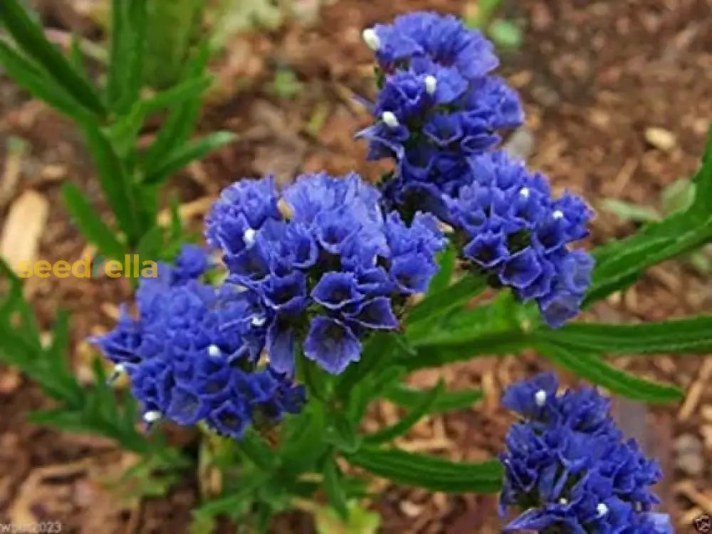 Statice Blue River Flower Seeds Planting