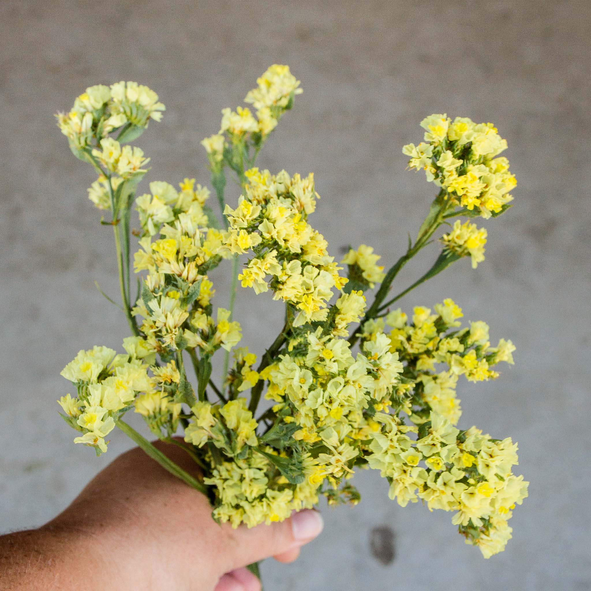 Yellow Statice Growing in Garden Bed