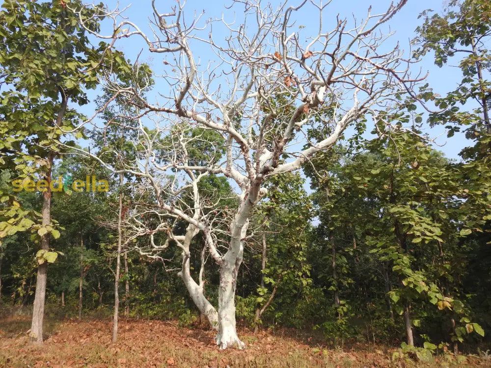 Sterculia Urens Tree Seeds For Planting  Exotic Red Flower