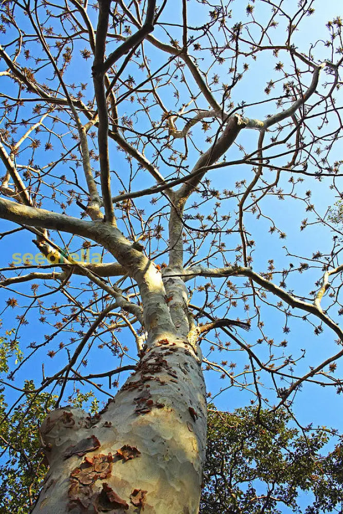 Sterculia Urens Tree Seeds For Planting  Exotic Red Flower