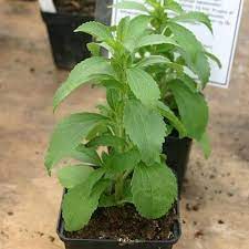 Stevia rebaudiana from seeds thriving in container garden