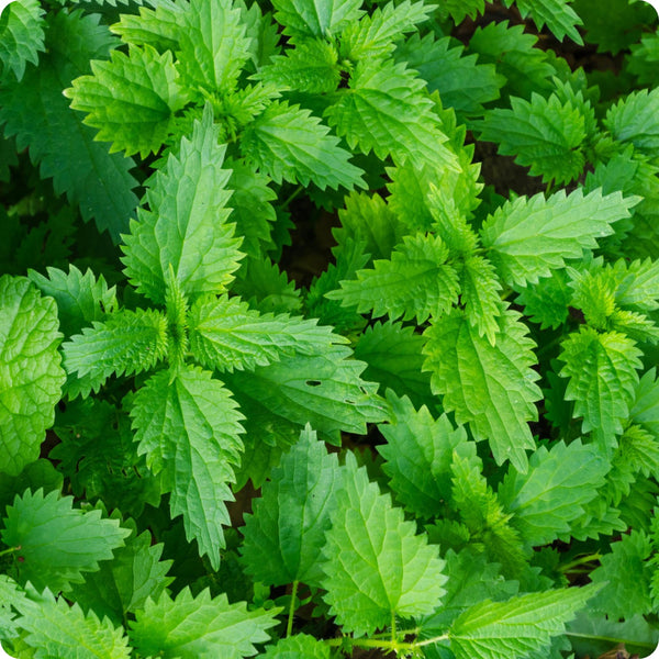 Stinging Nettle seeds with planting and stratification guide
