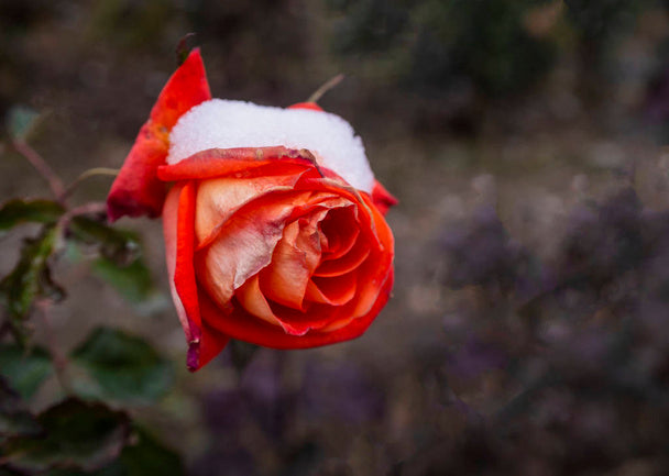 Vibrant Snow Rose Flower Seeds For Planting Orange Blooms In Colorful Settings