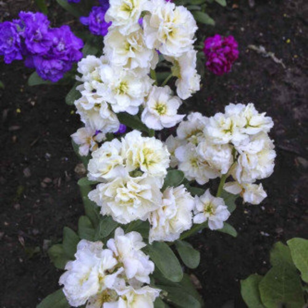 White (White Matthiola) seeds for planting in home garden