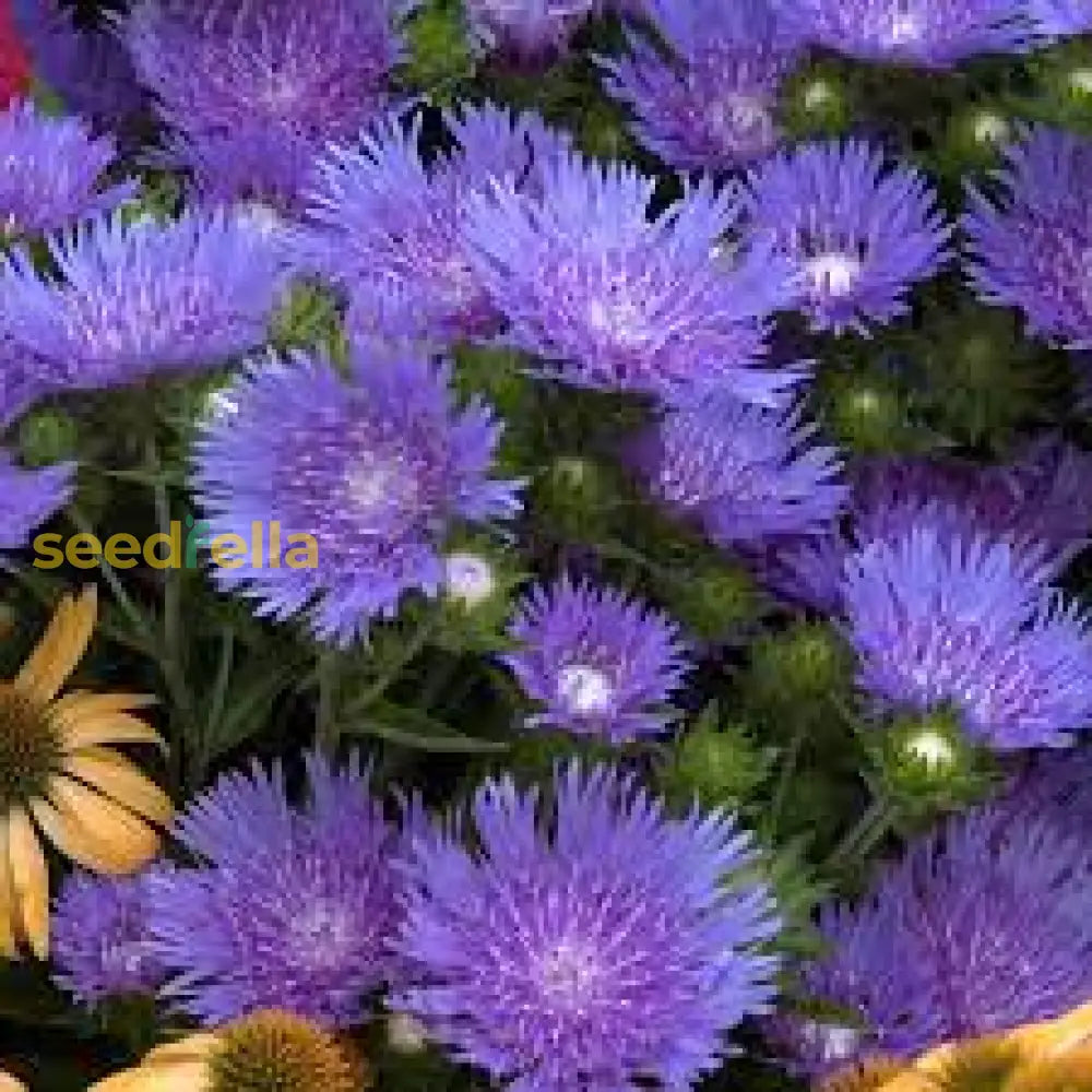 Stokeâ€™s Aster Planting Seeds - Perennial Garden Blooms Flower