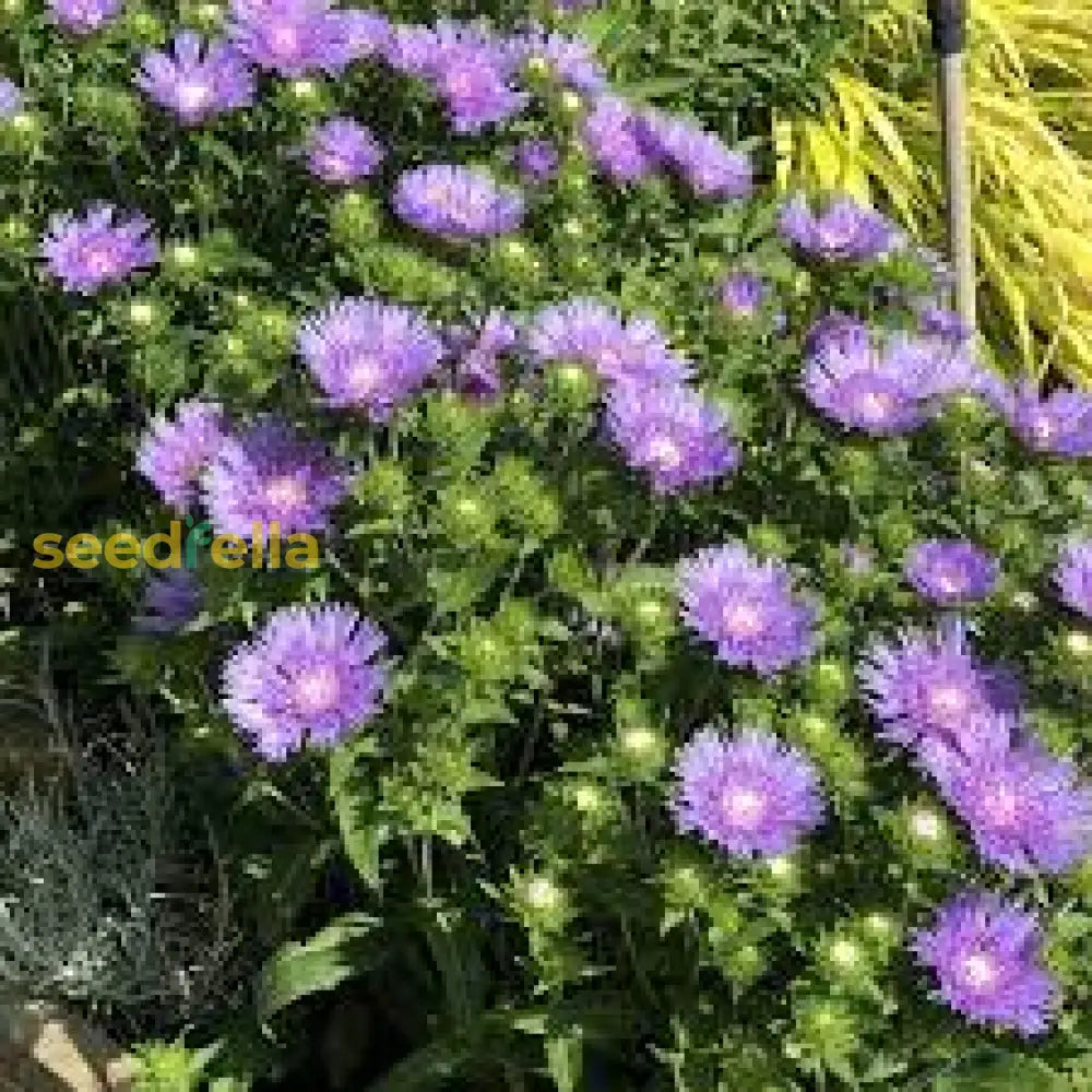 Stokeâ€™s Aster Planting Seeds - Perennial Garden Blooms Flower