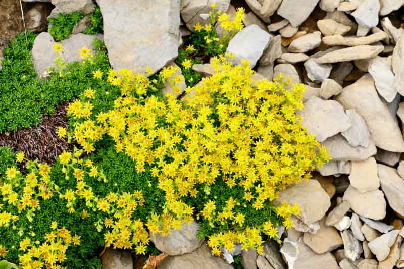 Yellow Stonecrop seeds attracting pollinators naturally