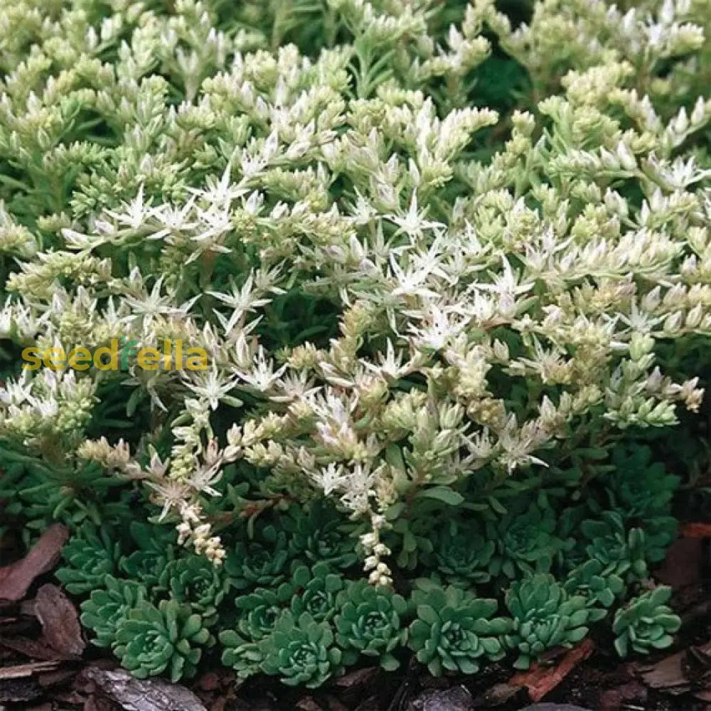 Stonecrop Succulent Plant Planting Seeds