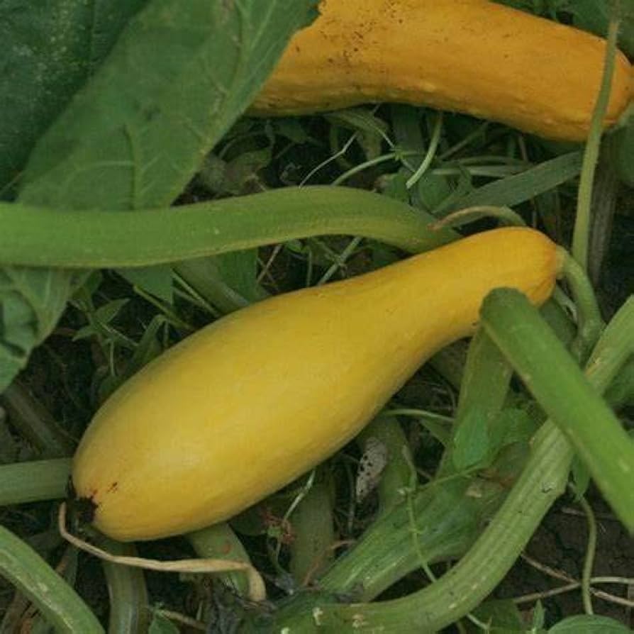 Straightneck squash plants growing in garden