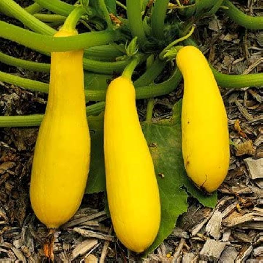 Straightneck summer squash seeds for planting