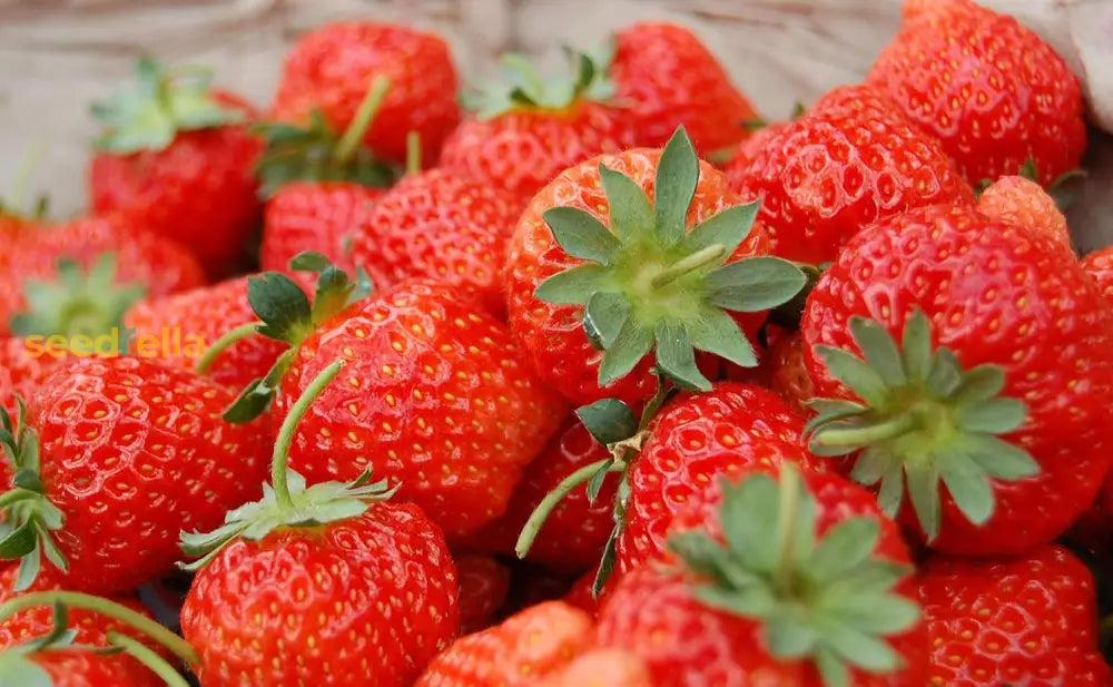 Straw Berry Planting Fruit Seeds Orange For Sweets