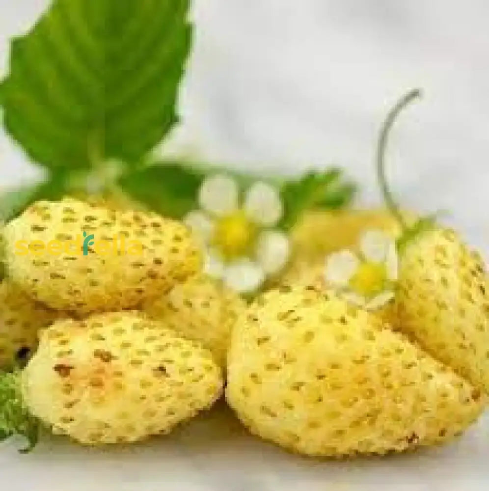 Strawberry Fruit Cream Seeds For Planting  Seed Sweet Creamy Strawberries Ideal Garden Or Pots