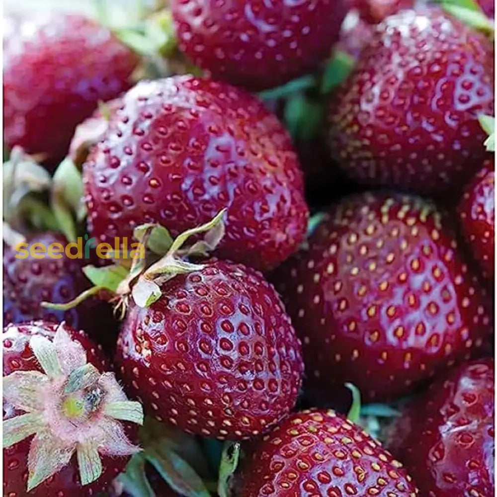 Strawberry Plants Growing in Garden, Healthy Strawberries in Full Sun