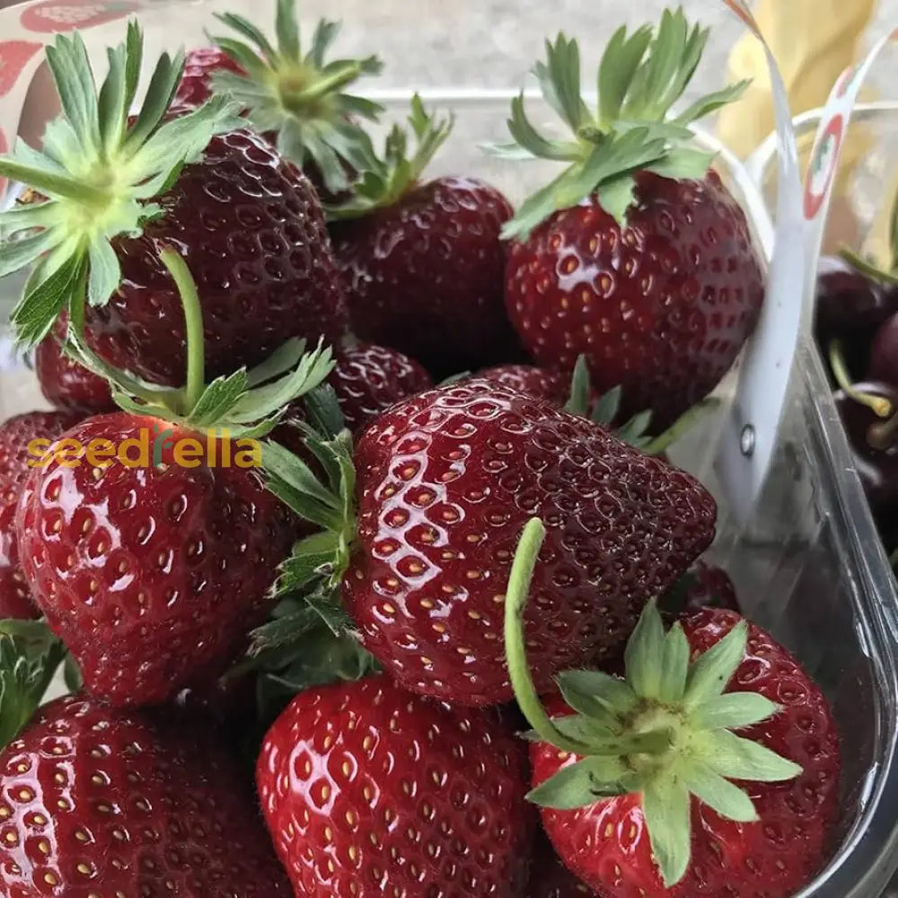 Strawberry Fruit Seeds Burgundy for Planting, Easy Guide for Growing Sweet Strawberries
