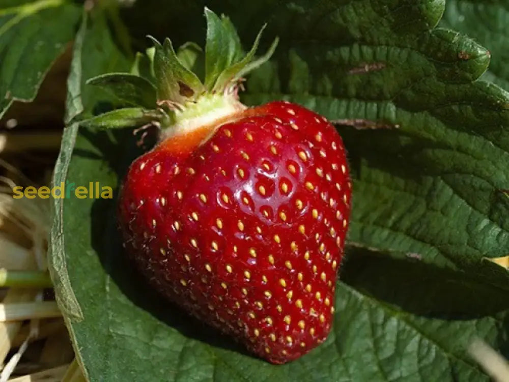 Step-by-Step Guide for Planting Burgundy Strawberry Seeds in Your Garden