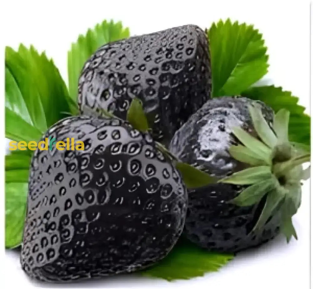 Strawberry Fruit Seeds For Planting  Seed Lush Sweet Harvests Ideal Gardeners Seeking