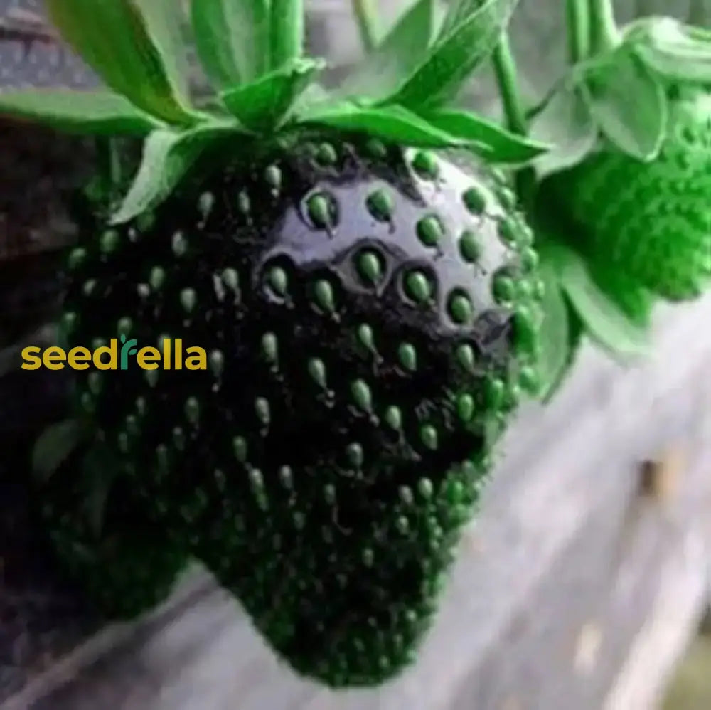 Strawberry Fruit Seeds For Planting  Seed Lush Sweet Harvests Ideal Gardeners Seeking