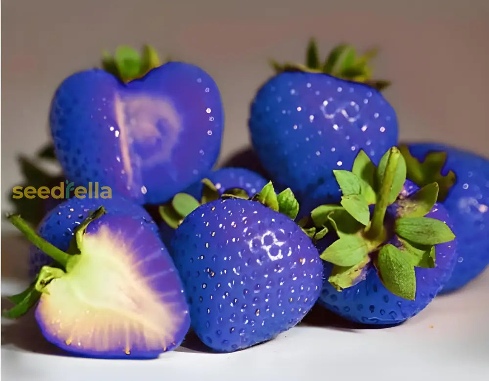 Strawberry Fruit Seeds Planting Blue