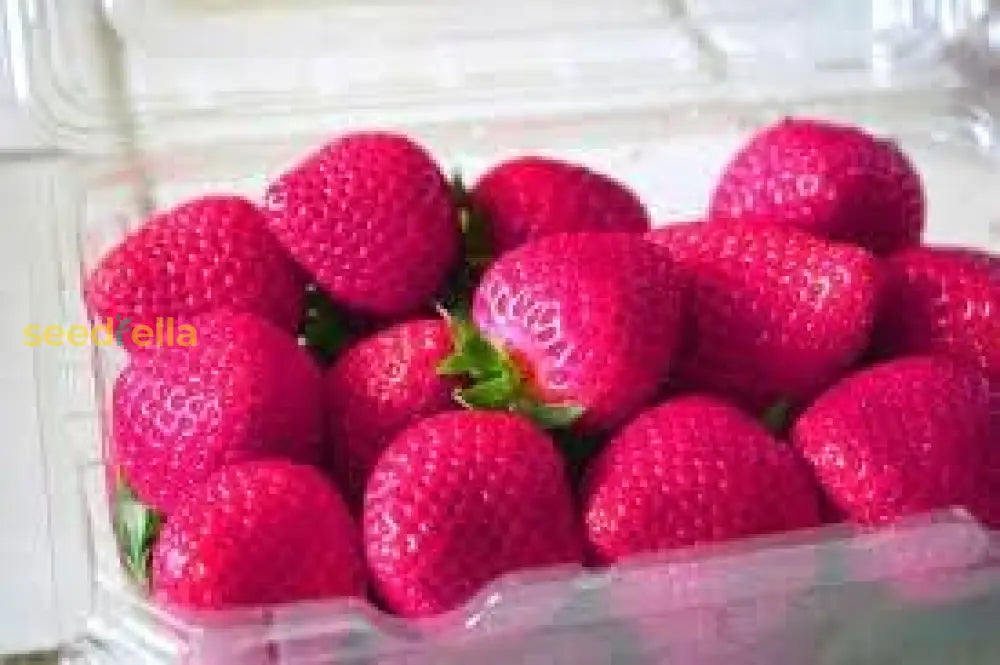 Strawberry Fruit Seeds Planting Pink