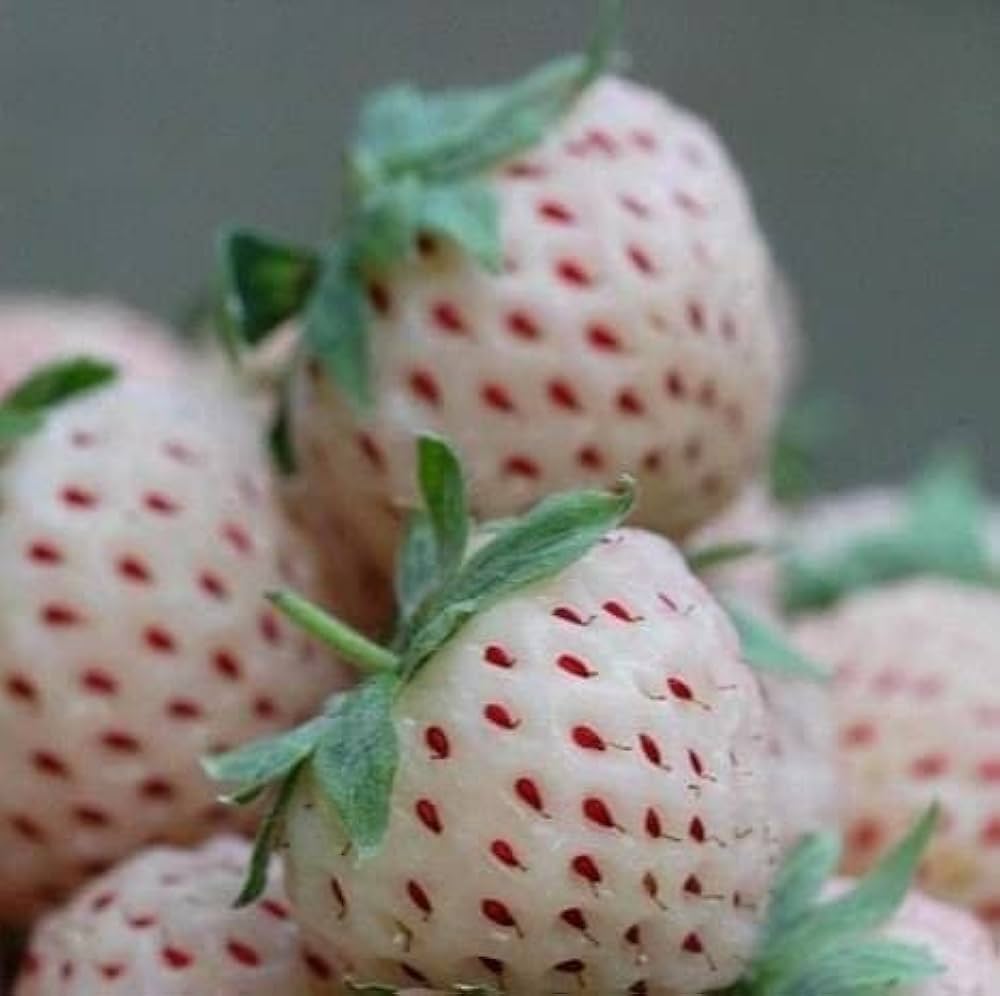 Pink Strawberry Plants Growing in Garden, Healthy Plants with Beautiful, Vibrant Pink Berries