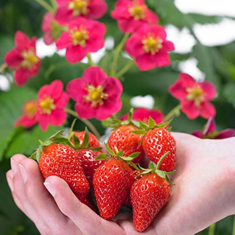 Step-by-Step Guide for Planting Pink Strawberry Fruit Seeds in Your Garden