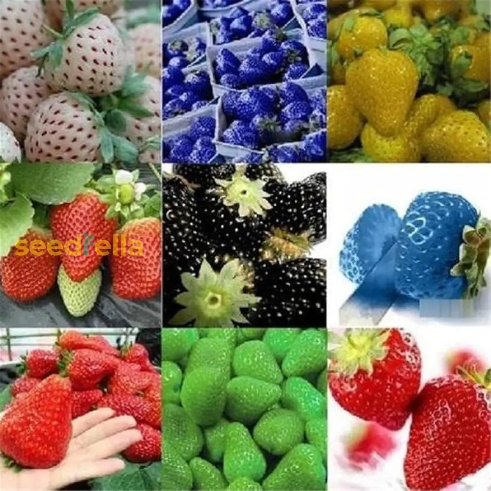 Strawberry Fruit Seeds Rainbow Planting