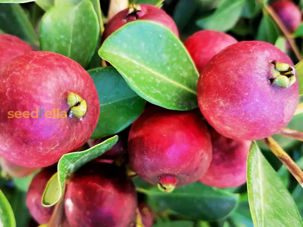 Strawberry Guava Seeds For Planting  Grow Your Own Delicious Fruit