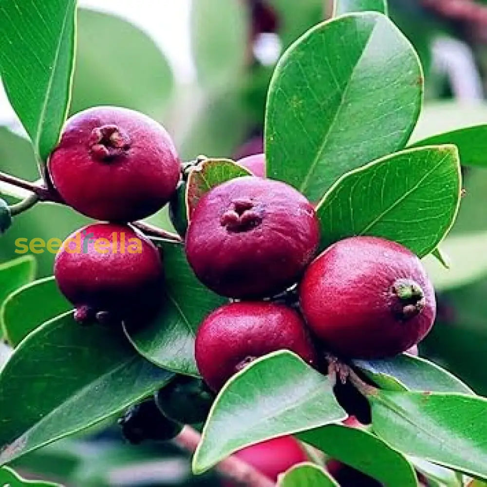 Strawberry Guava Seeds For Planting  Grow Your Own Delicious Fruit