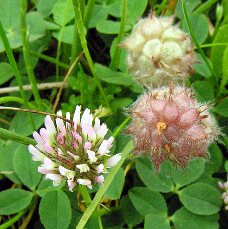 Pink strawberry-like flower heads from Strawberry-Headed Clover seeds