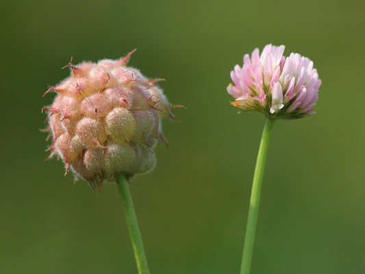 Strawberry-Headed Clover seeds Trifolium fragiferum producing pink flower heads