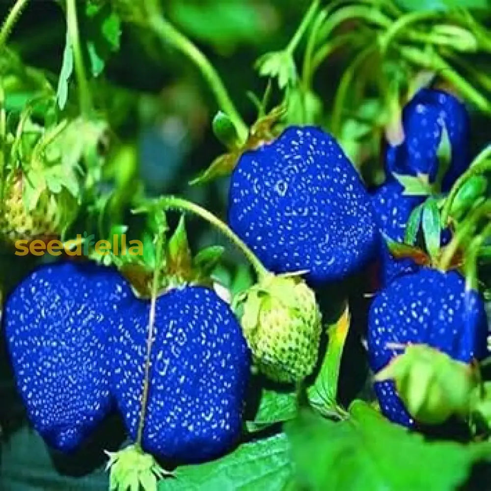 Strawberry Planting Seeds For Lush Garden Fruits - Easy To Grow Fruit