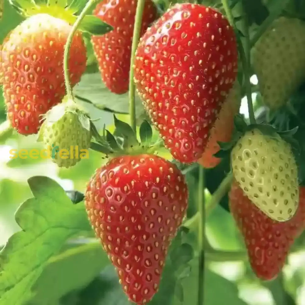 Strawberry Planting Seeds For Lush Garden Fruits - Easy To Grow Fruit