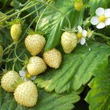 Strawberry plants growing in sunny home garden