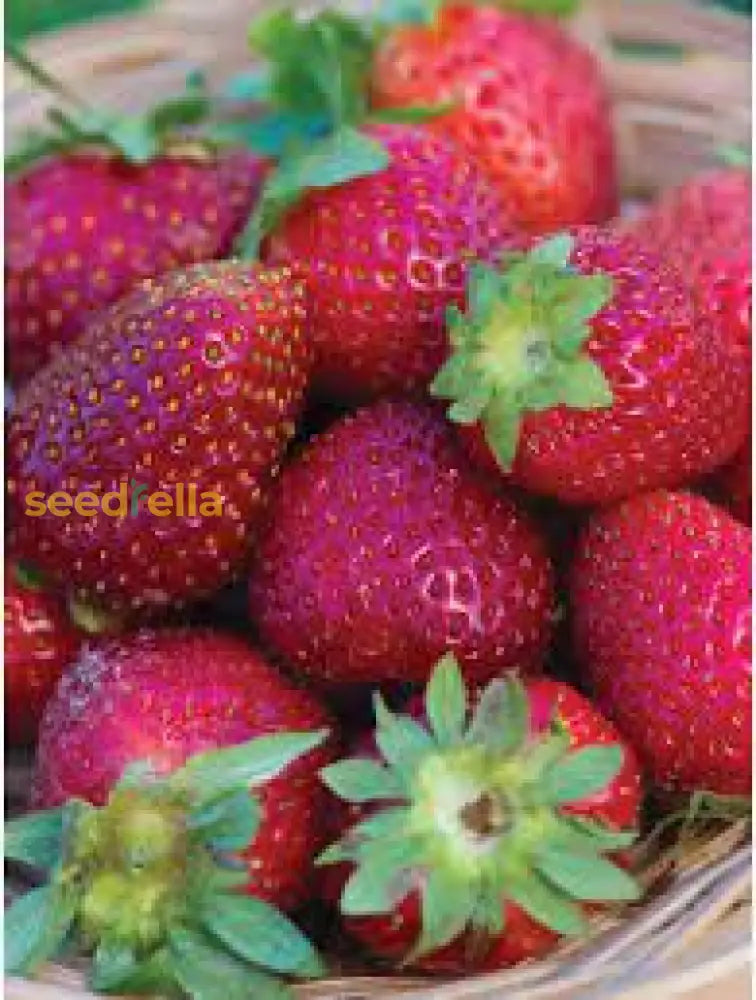 Strawberry Seeds For Planting - Pink Fruit Variety