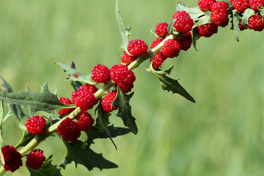 Strawberry Spinach (Chenopodium foliosum) seeds for planting