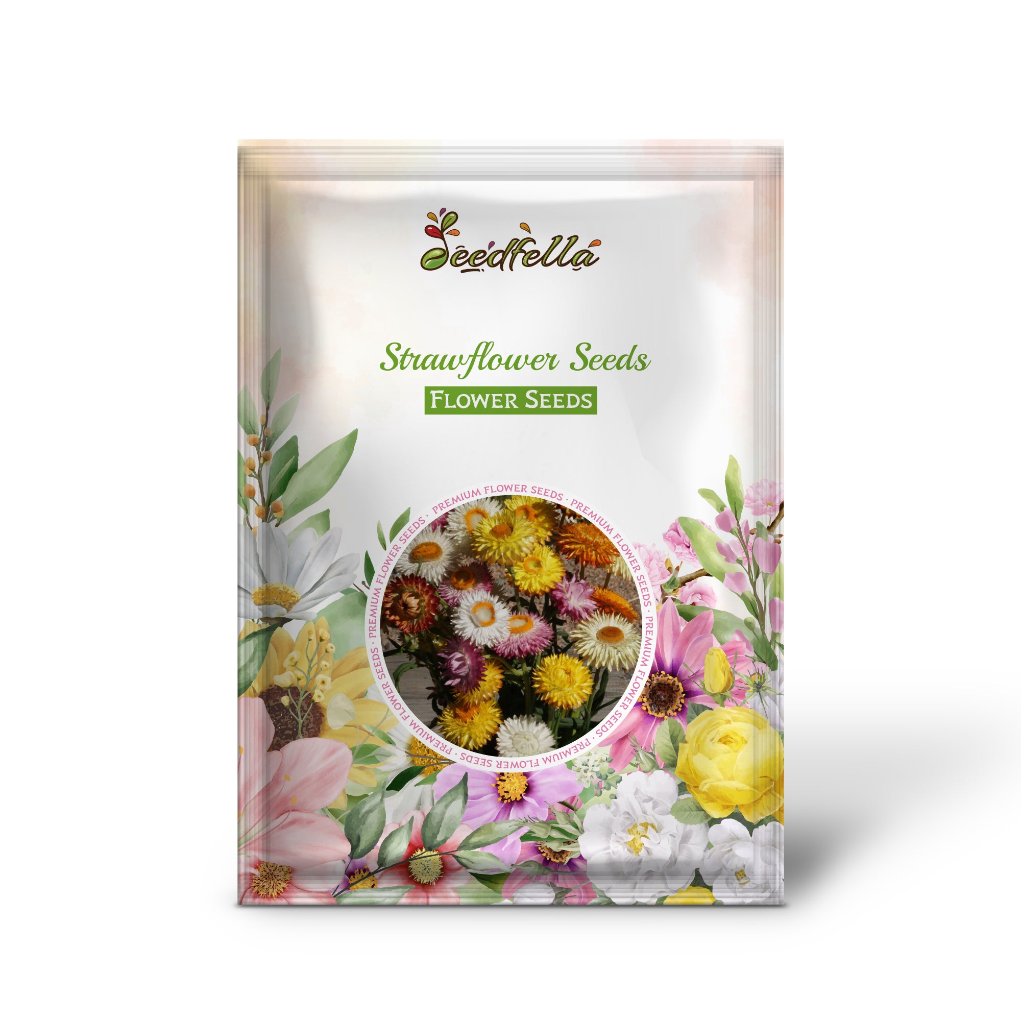 Mixed Strawflowers Blooming in Garden