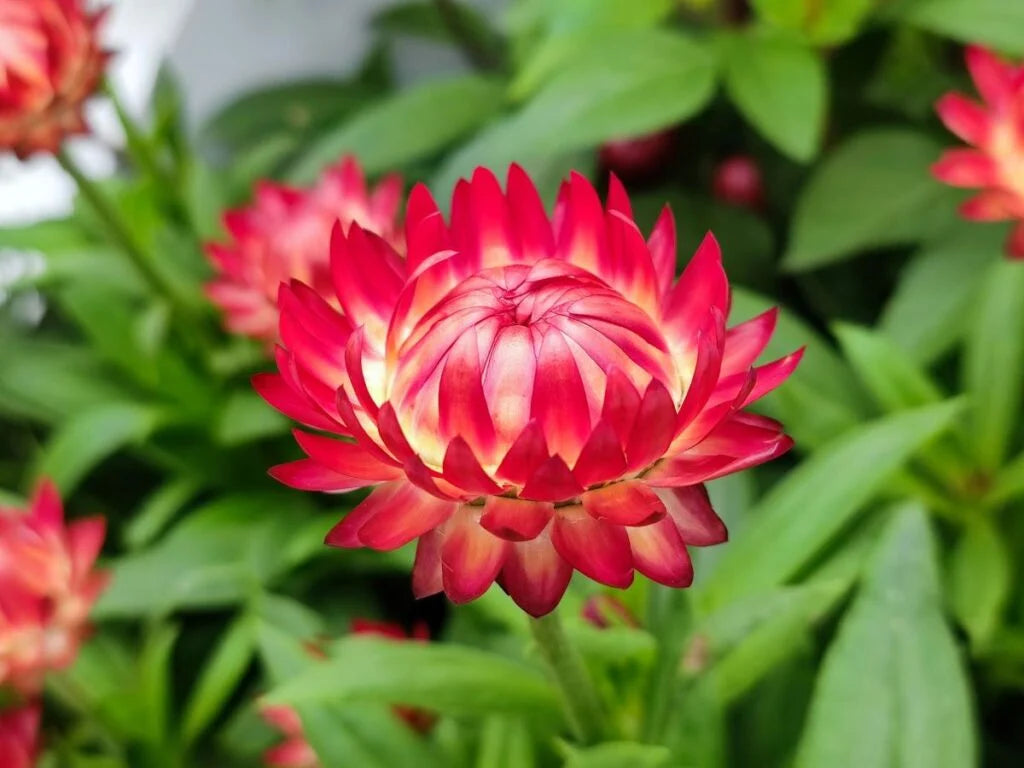 Close-Up of Colorful Strawflower Petals