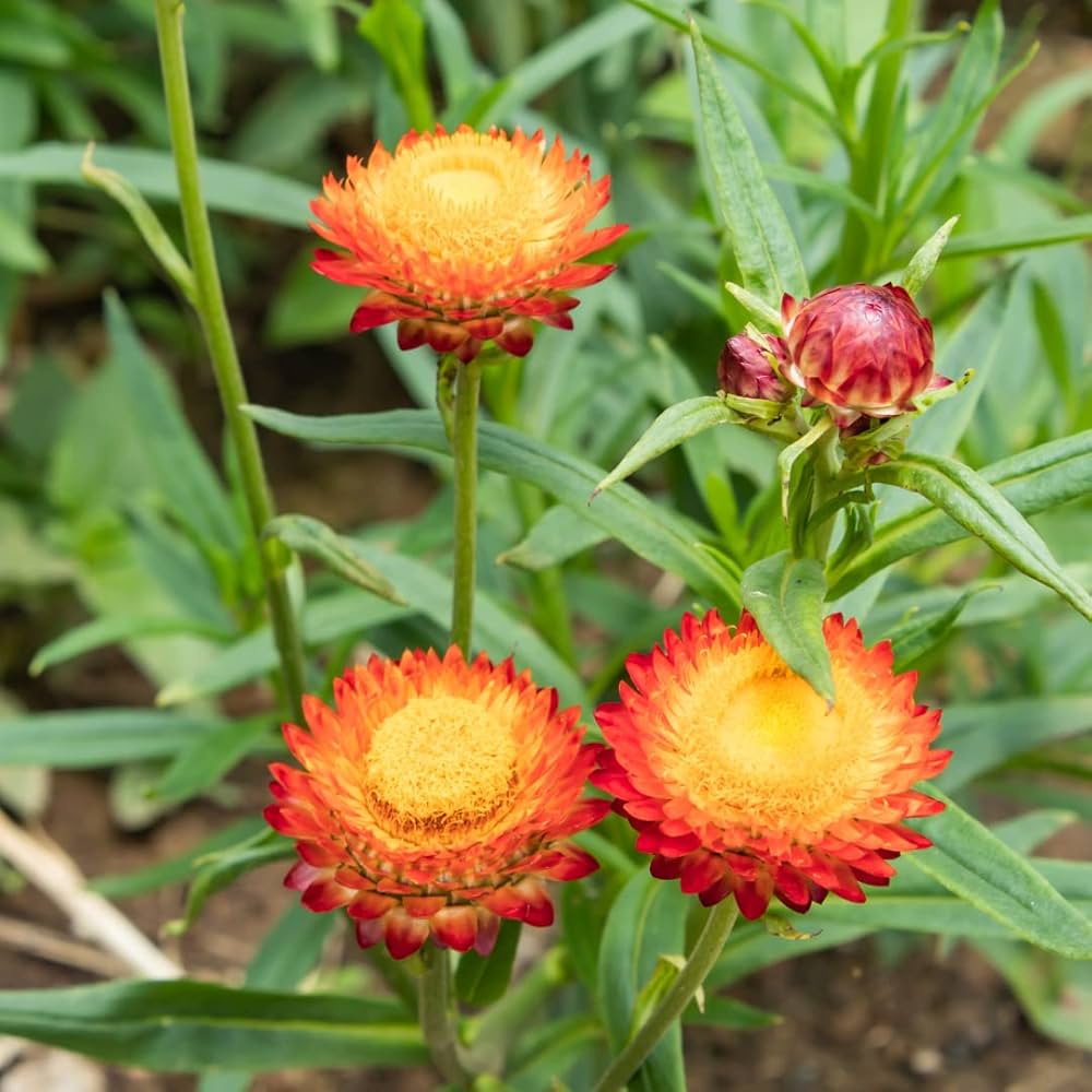 Strawflowers Growing in a Sunny Garden