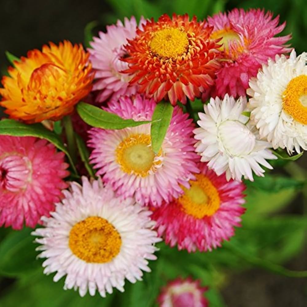 Close-Up of Red and Yellow Strawflowers in Bloom