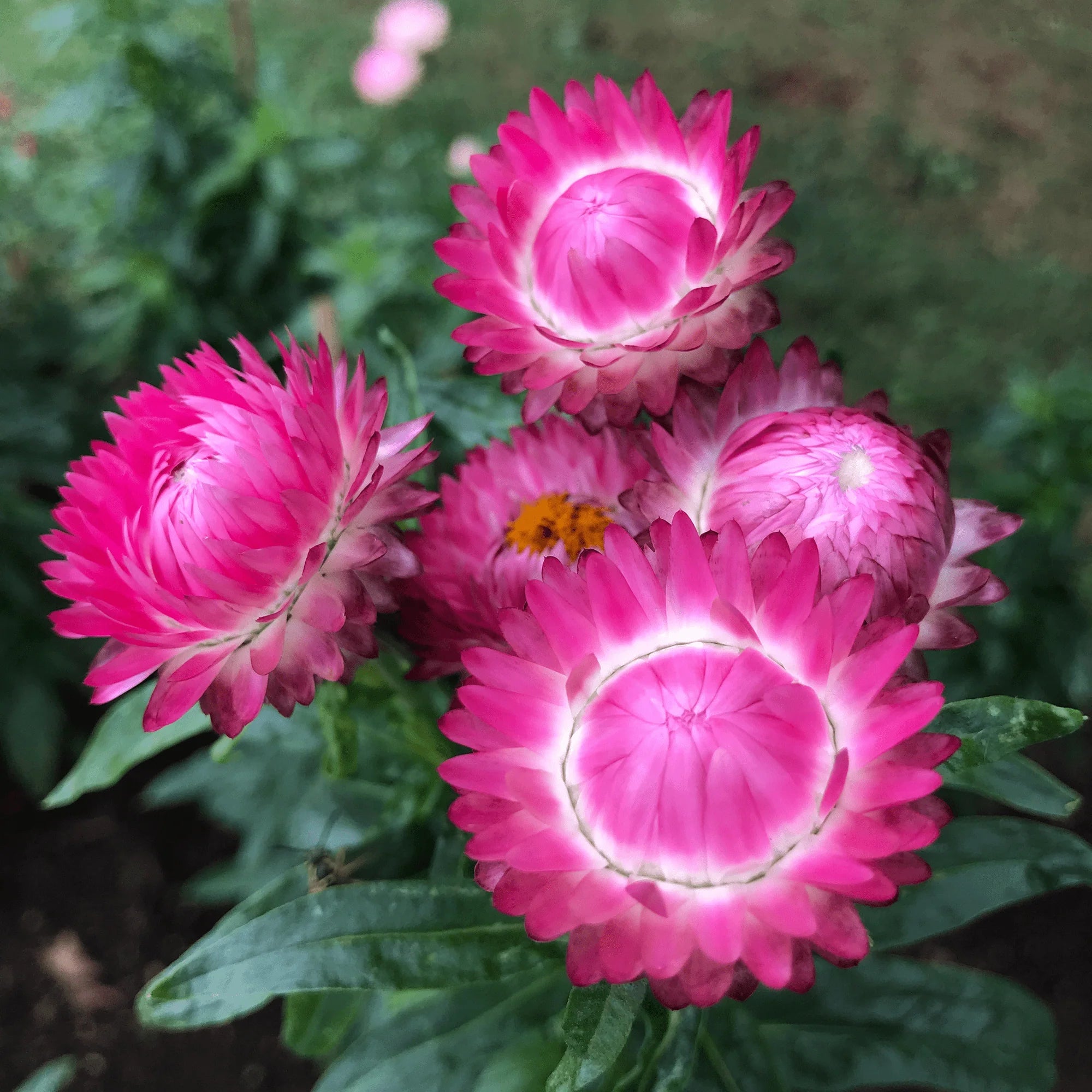 Strawflower Seedlings Growing in Pots