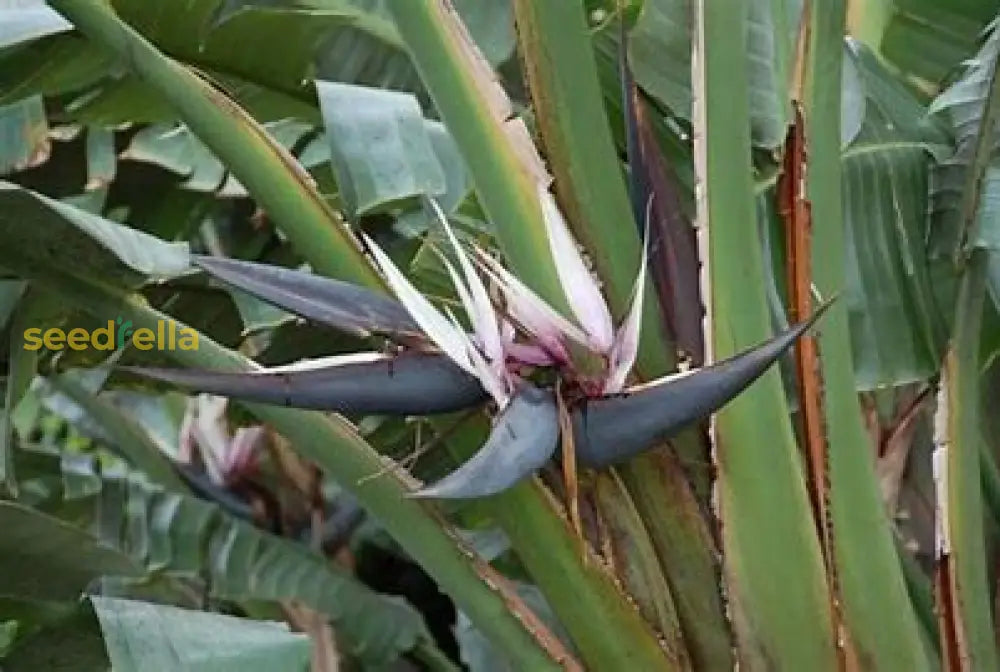 Strelitzia Flower Planting Seeds