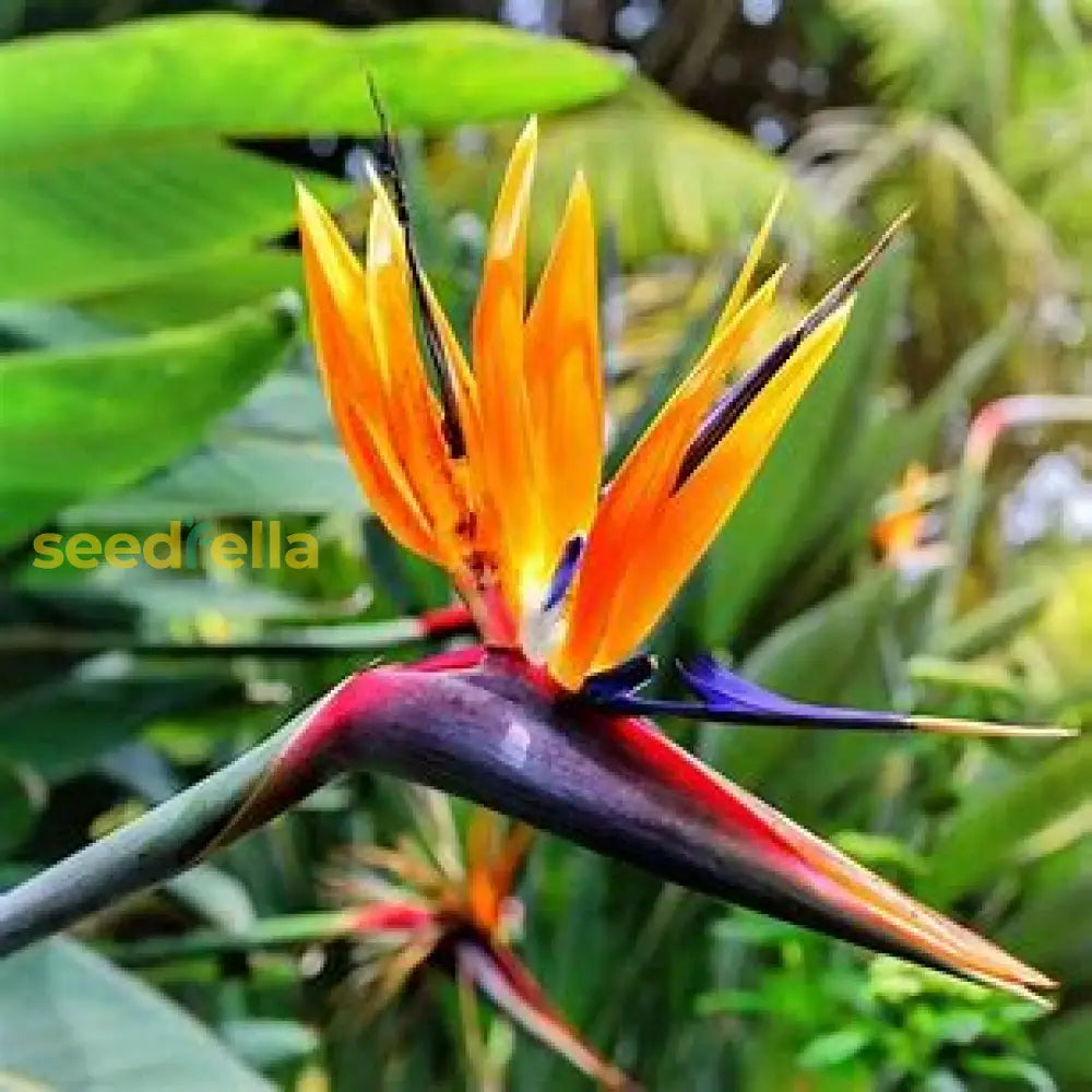 Strelitzia Flower Planting Seeds