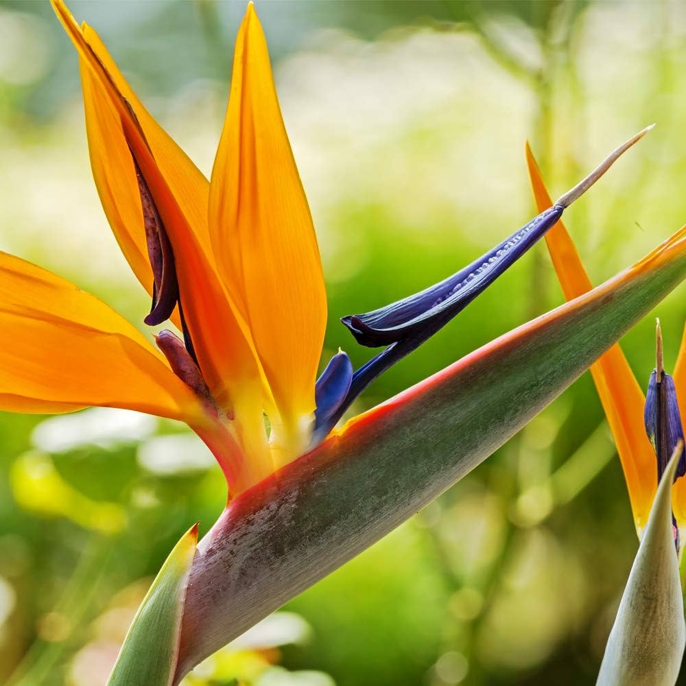 Exotic Strelitzia Flower Seeds Mix for Planting