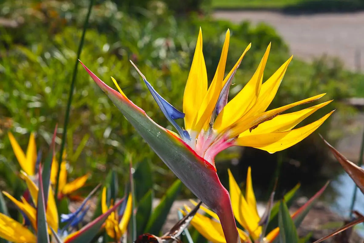 Strelitzia Flower Seeds Yellow Green