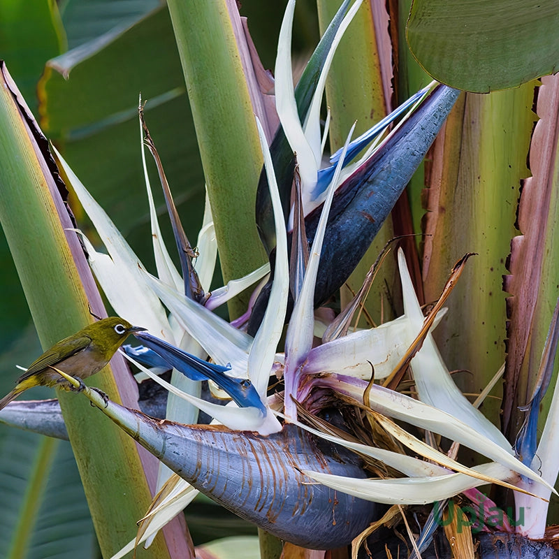 Strelitzia Plant Growing in Garden