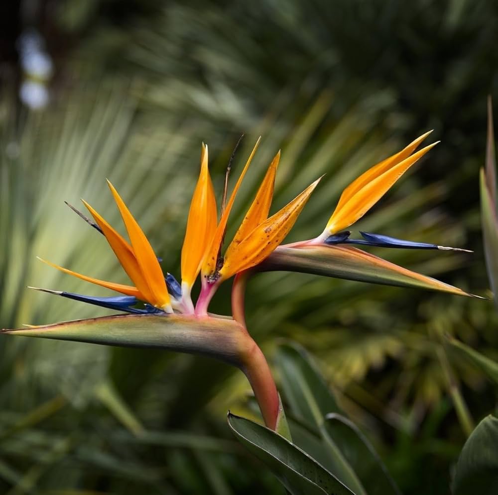 Strelitzia Plant Growing in Garden